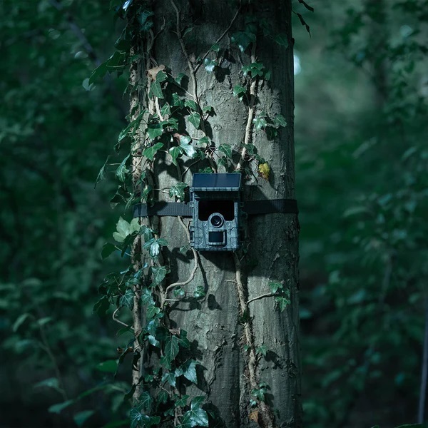 Fotopułapka Ez-solar wisi na drzewie w lesie nocą.
